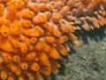 Sponges, Parininihi Marine Reserve