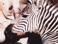 Colin Murdoch with zebra