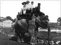 Riding the elephant at Auckland Zoo