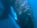 Mako shark under attack