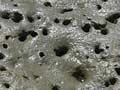 Mud crab burrows