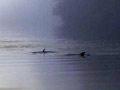 Fiordland bottlenose dolphins