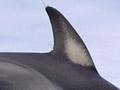 Dolphin at Marineland