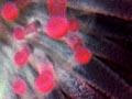 Sea anemones 