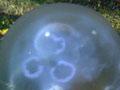 Moon jellyfish