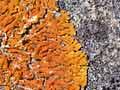 Coastal lichens