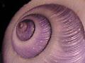 Violet snail shells 