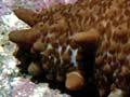Common sea cucumber