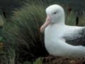 Southern royal albatrosses