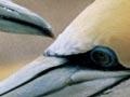 Adult gannets