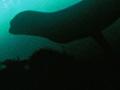 Seals, Piopiotahi Marine Reserve 