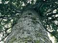 Kauri tree