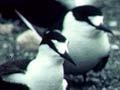 Sooty tern colony