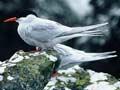 Antarctic tern