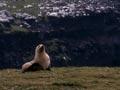 Sea lion hideout