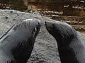 Seals at Luncheon Cove, Dusky Sound