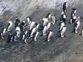 Penguin Slope, Snares Islands/Tini Heke