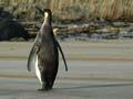 Southern penguin