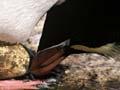 Erect-crested penguin 