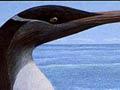 Extinct penguin reconstruction