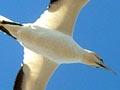 Gannet in flight 