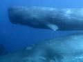 Sperm whales