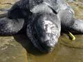 Leatherback turtle