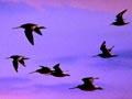 Godwits in flight