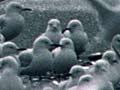 Black-billed gulls on the coast 