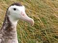 Auckland wandering albatross