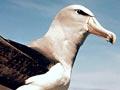 Salvin’s albatross