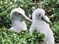Northern Buller’s albatross colony 