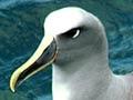 Buller’s albatrosses swimming 