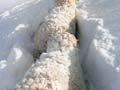 Sheep trapped in snow