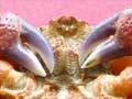 Female and male triangle crabs
