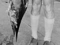 Short-billed spearfish