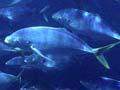 Trevally