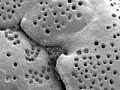 Fossil foraminifera