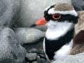 Black-fronted dotterel on nest