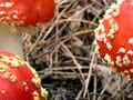 Fly agaric