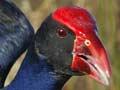 Pūkeko 