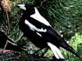 White-backed magpies