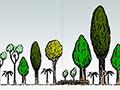 Stages of forest succession
