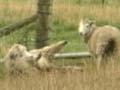 Sheep with ryegrass staggers