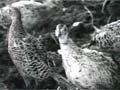 Pheasants on a game farm