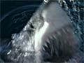 Great white sharks hunting