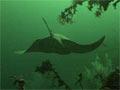 A swimming ray