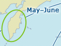 Bar-tailed godwits’ migration route