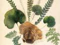 Watercolour painting of ferns and fungus