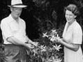 Jim Matthews and his wife Barbara Matthews examine daylillies, 1953